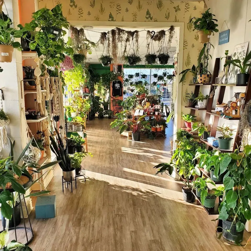 Hanging plants and shelves inside the shop