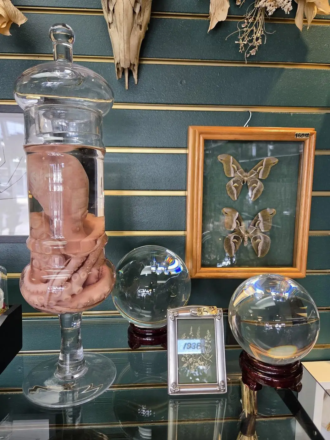 Framed moths, crystal balls on wooden stands, and a preserved specimen in a glass dome
