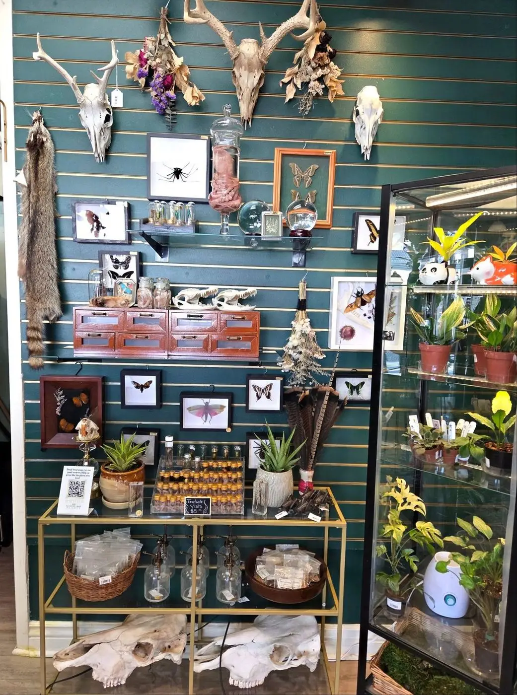 The natural history wall: skulls, antlers, framed insects, preserved specimens, and a lit cabinet of plants
