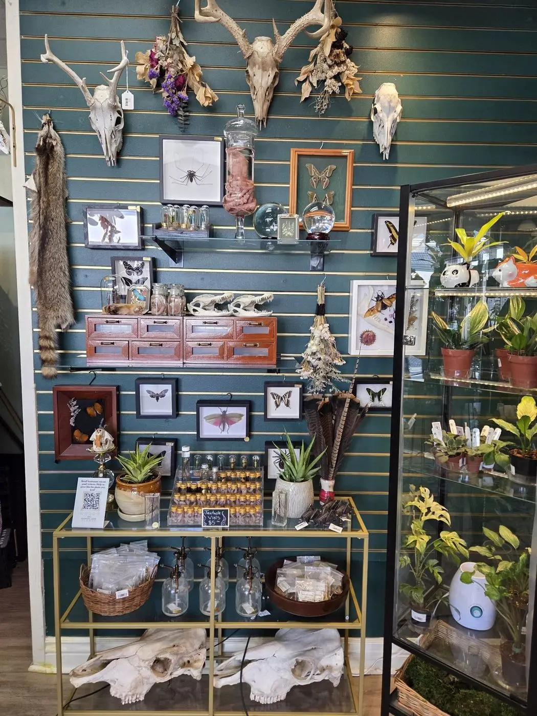 Inside Hickory Lane Plants: shelves of houseplants under the shop lights