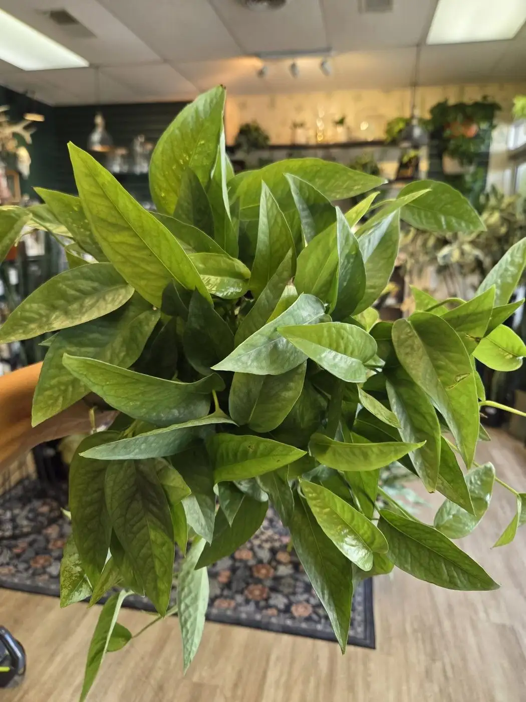 Easy beginner plants