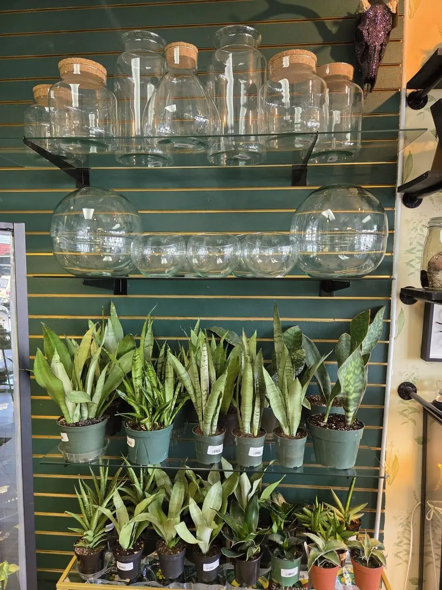 Terrarium jars and snake plants on the green and brass shelves