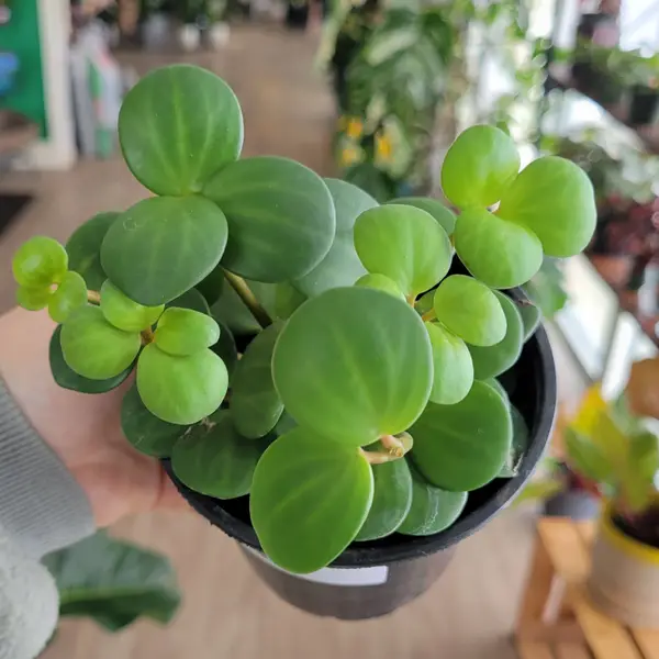 4" Peperomia 'Hope'