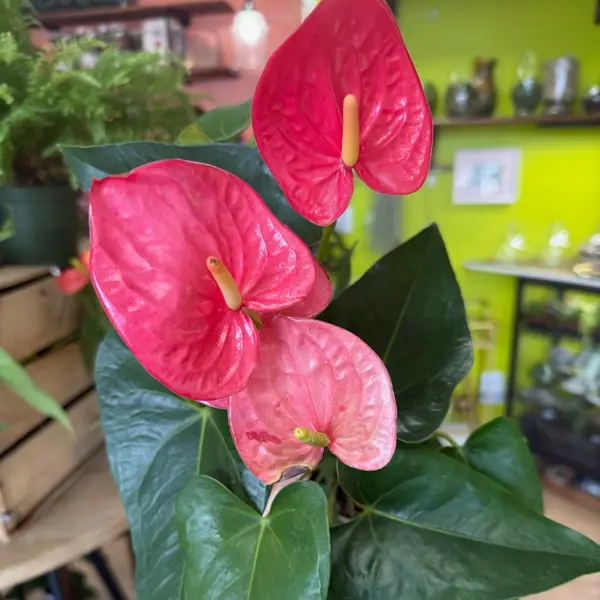 4 Anthurium Sp.