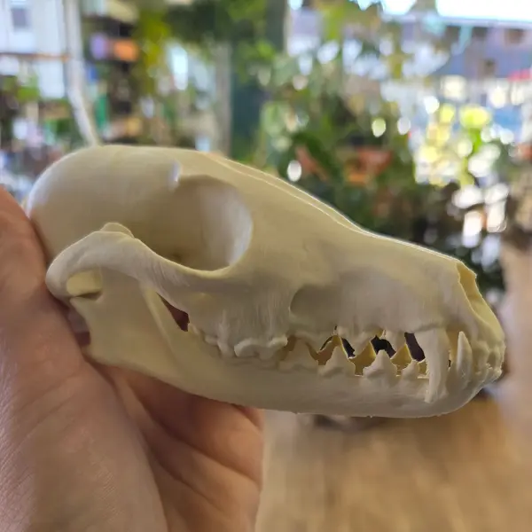 Fox Skull Replica