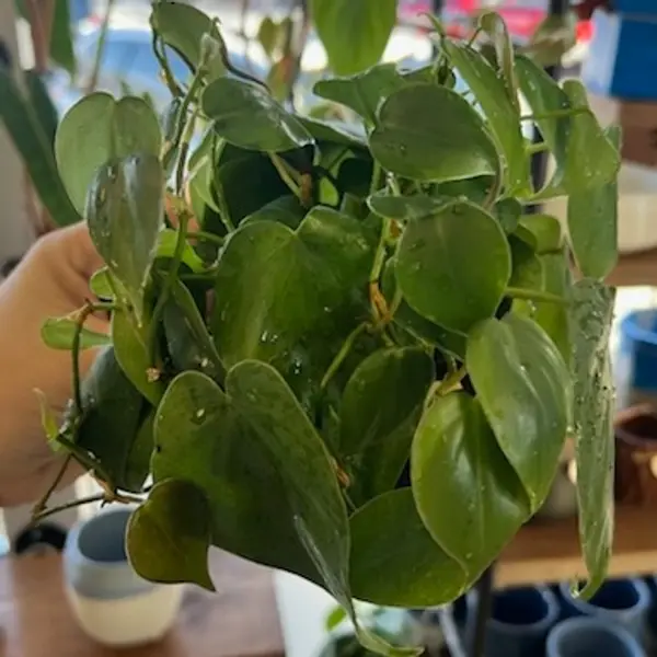 4" Heartleaf Philodendron