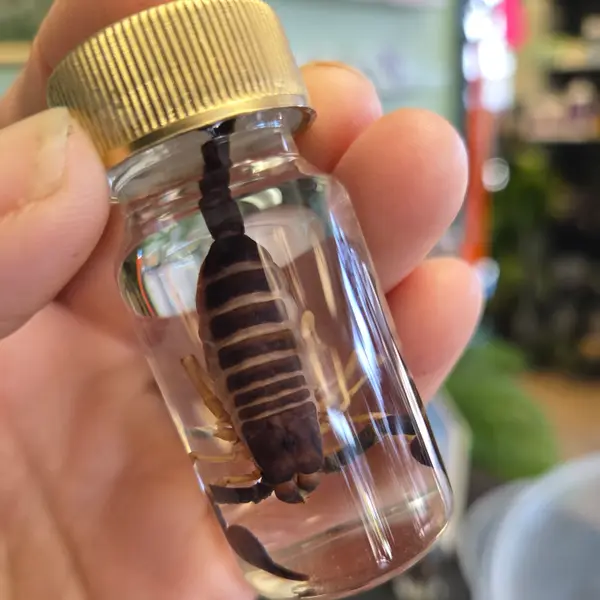 Wet Specimen Scorpion