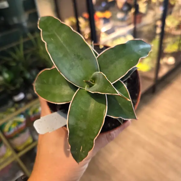 4" Sansevieria Samurai Blue