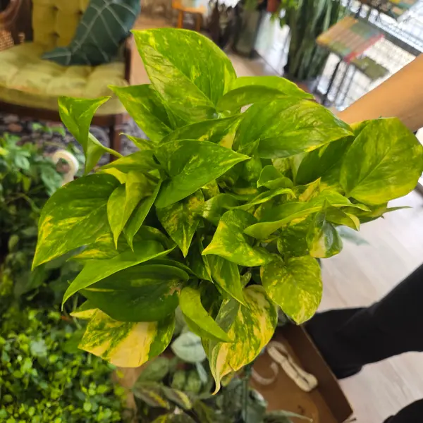 6" Golden Pothos
