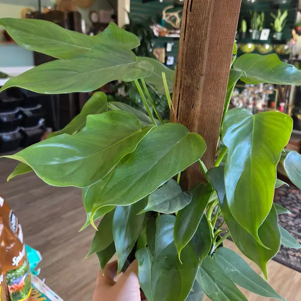 6" Horsehead Philodendron