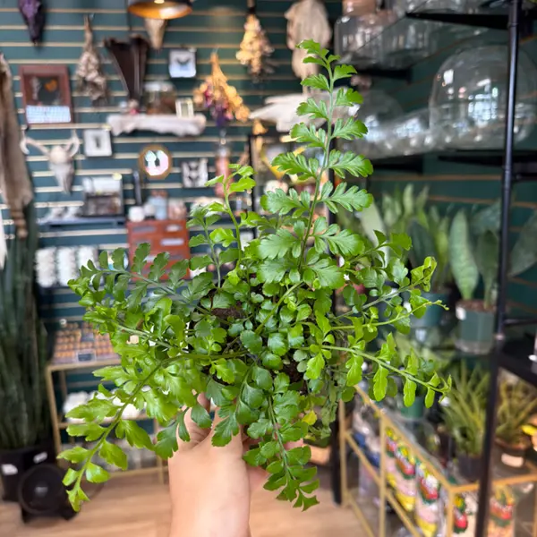 4" Autumn Fern