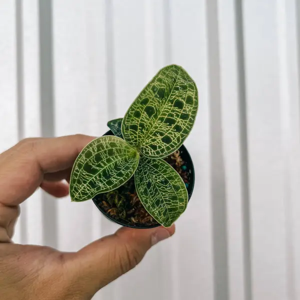 2" Jewel Orchid 'Macodes Petola'