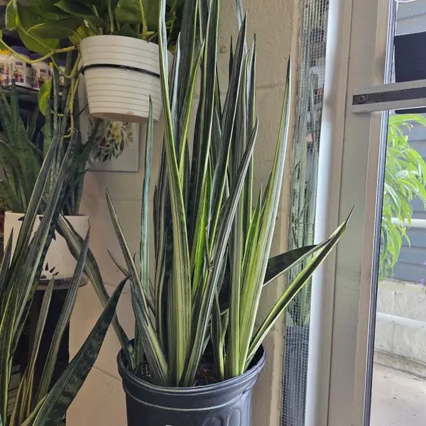 8" Sansevieria Bantels Sensation