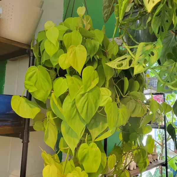 8" Hanging Basket Philodendron 'Lemon Lime'