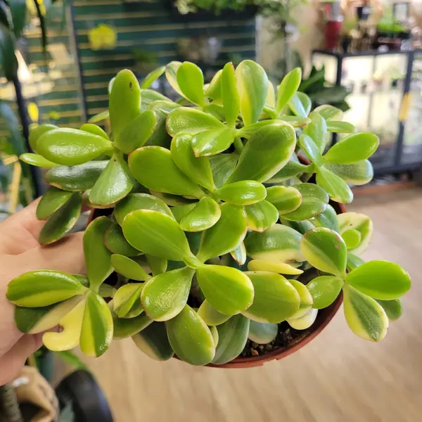 6" Var Jade