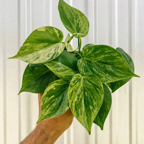 4" Variegated Philodendron Hederaceum