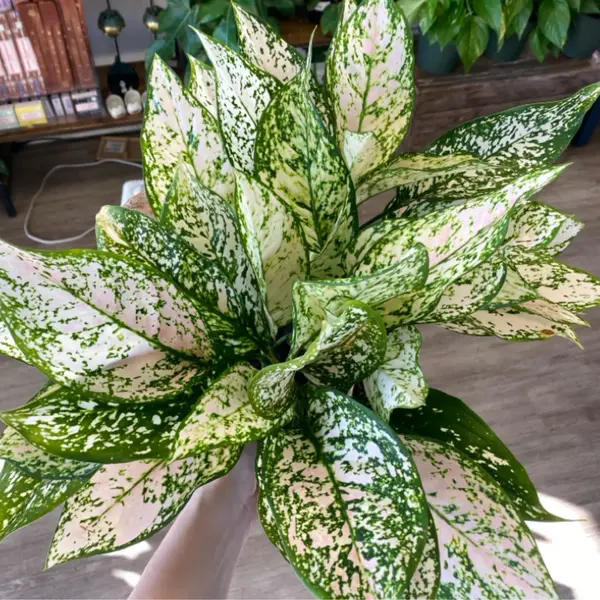 6" Algaonema Sp.