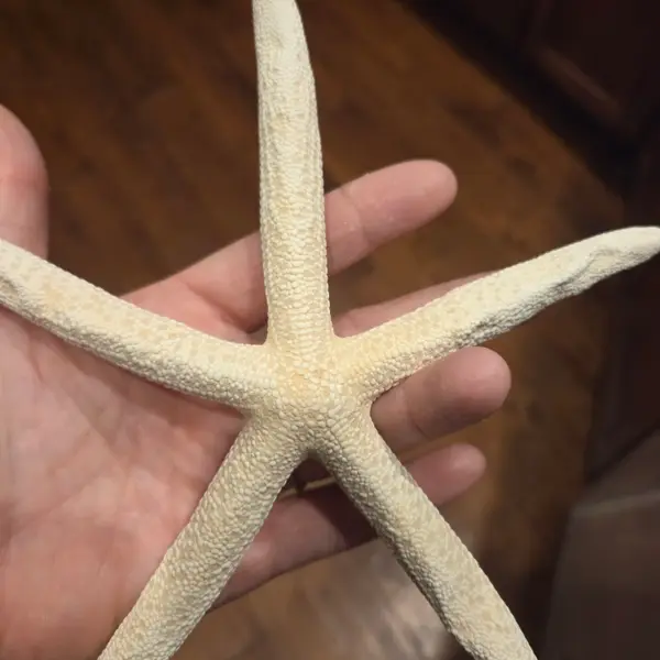 Sun Dried Finger Starfish