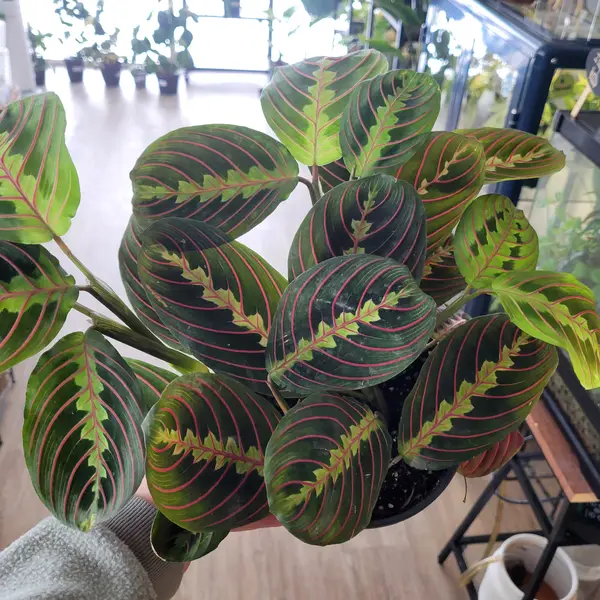 6" Maranta 'Red' (Prayer Plant)