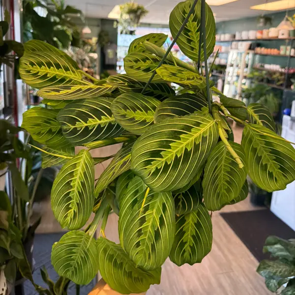 8" Maranta 'Lemon Lime"