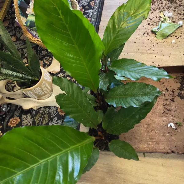 6" Anthurium Big Bird