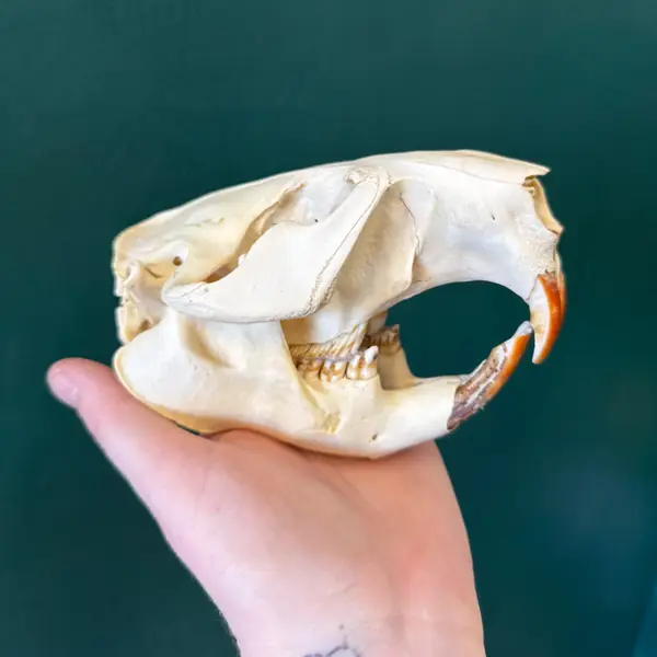 Beaver skull