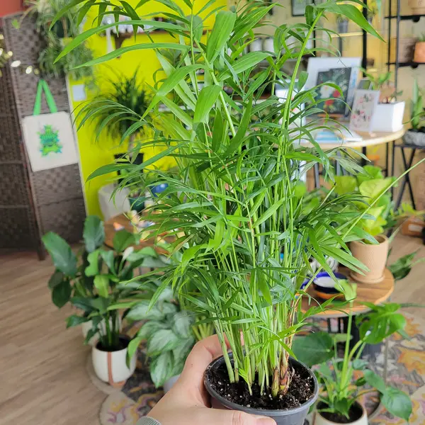 4" Neantha Bella Palm