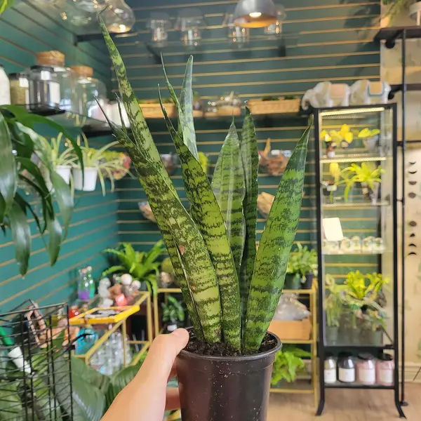 4" Sansevieria 'Zeylanica'