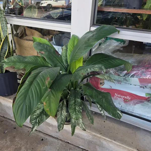 8" Spathiphyllum Sensation Variegata