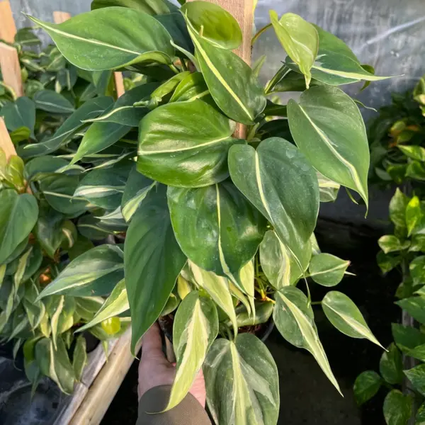 6" Philodendron hederaceum var. 'Silver Stipe'