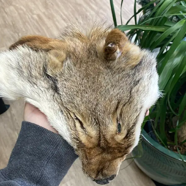 Fox Face