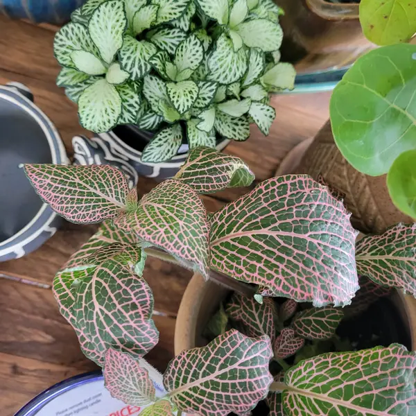 4" Fittonia