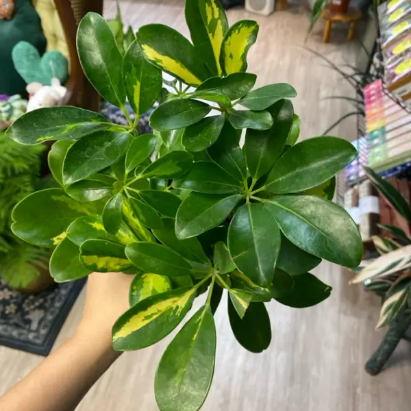 4" Schefflera Variegata