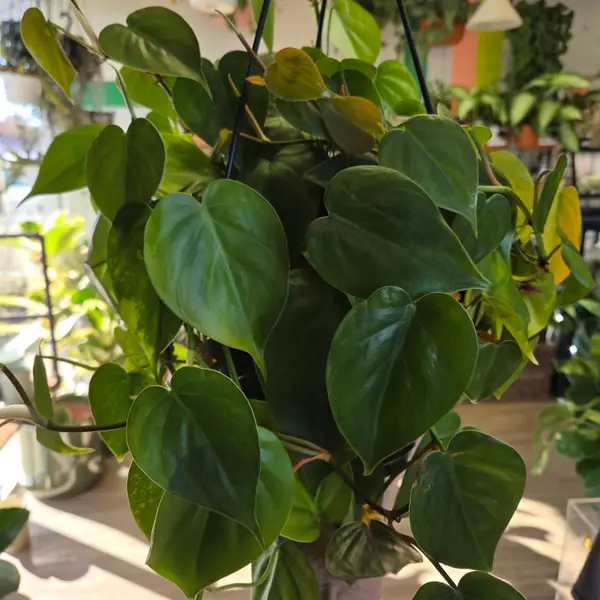 8" Hb Heartleaf Philodendron