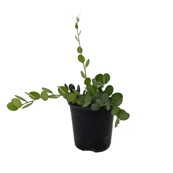 Silver Dollar Vine | 6 inch | Xerosicyos danguyi: 6 inch