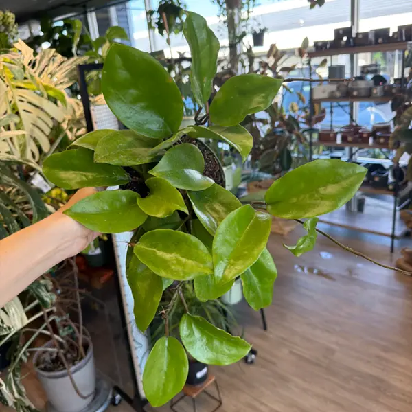 6" Hoya Surigaoensis