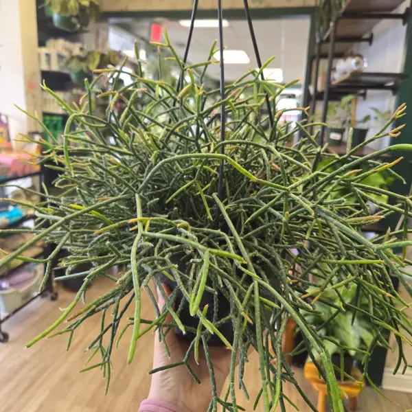 8" Rhipsalis Hb