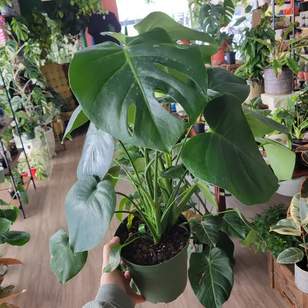 6" Monstera Deliciosa