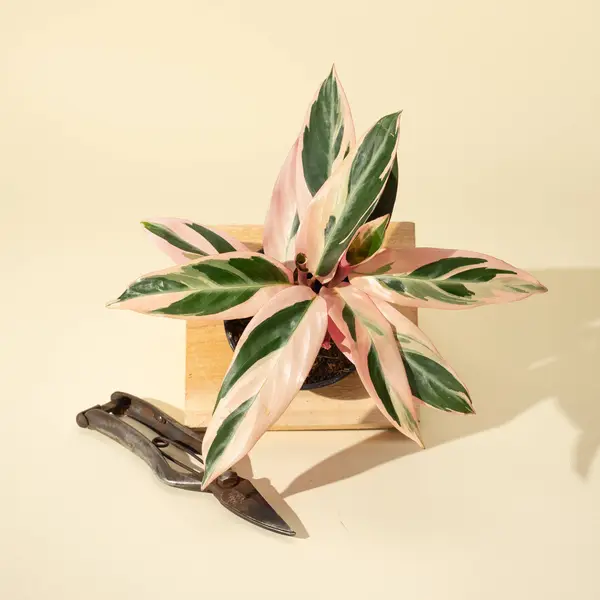 4" Stromanthe 'Trio Star'