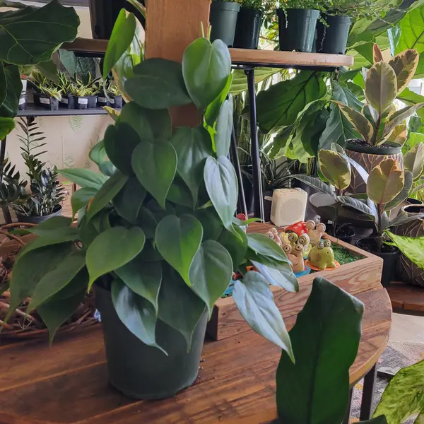 6" Heartleaf Philodendron On Pole