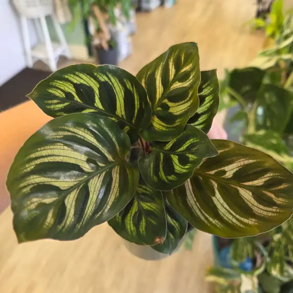 4" Calathea 'Mokoyana'