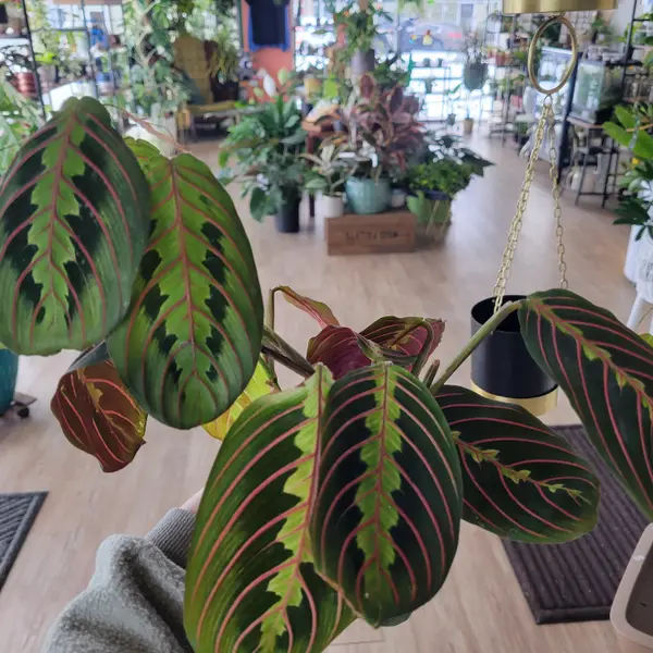 4" Red Maranta 'Prayer Plant'