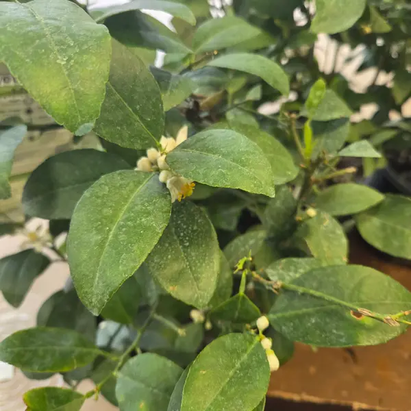 8" Thorny Key Lime