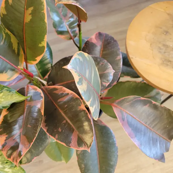 8" Ficus 'Elastica' "Ruby"