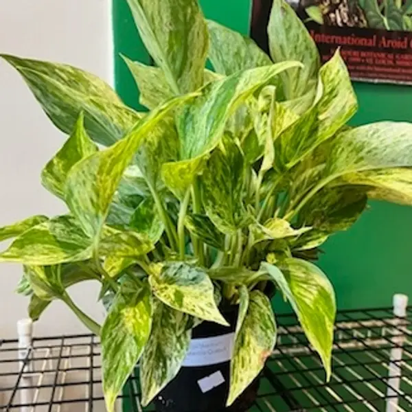 6" Marble Queen Pothos