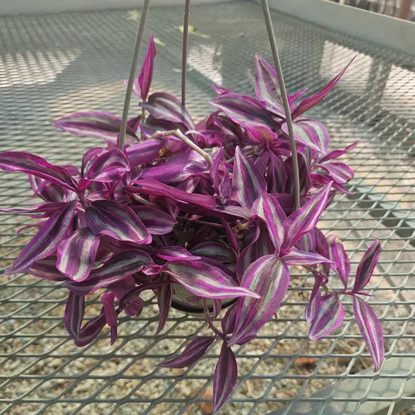 6" Tradescantia Hanging Basket