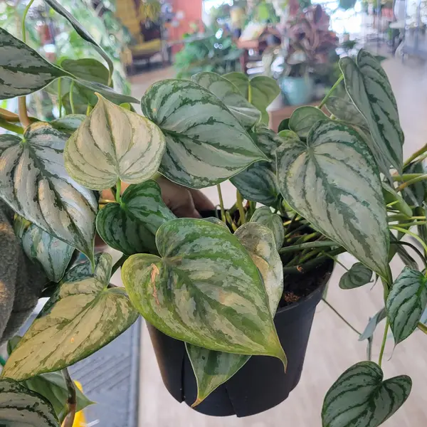 6" Philodendron Branditatum