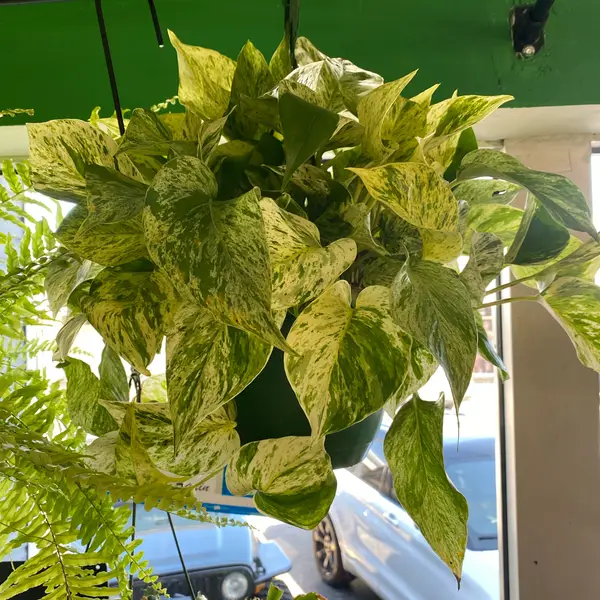8" Marble Queen Pothos Hb