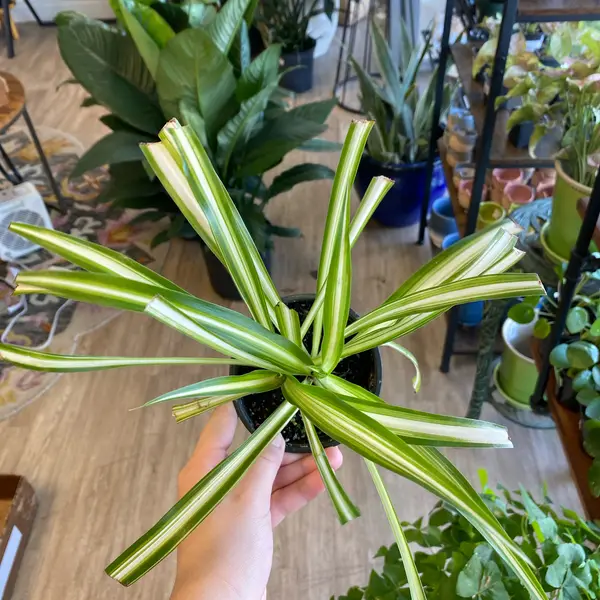 4" Spider Plant