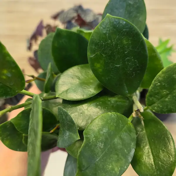 4" Australis Hoya
